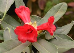 R.hookeri
